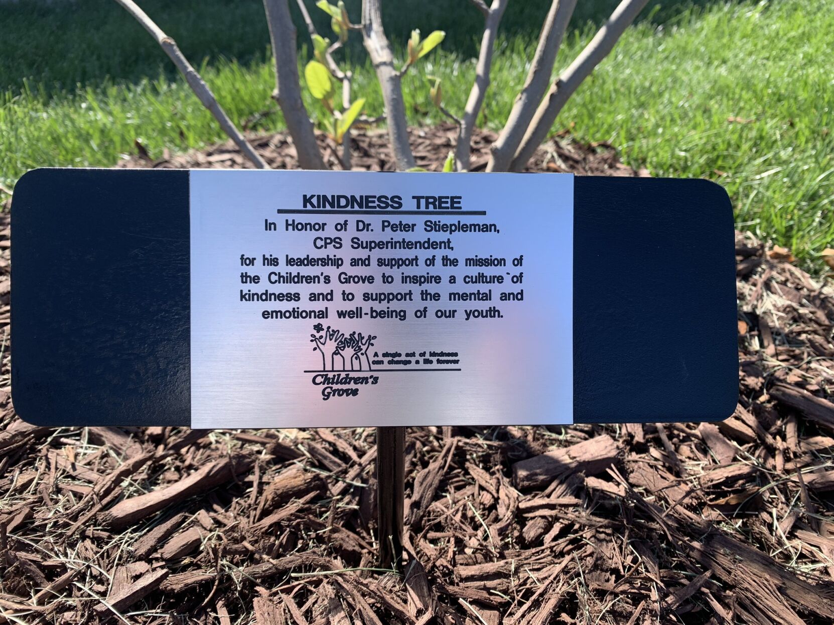 Tree dedication to Stiepleman